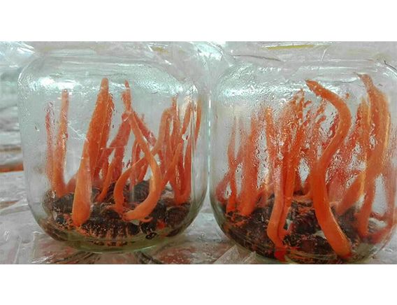 蛹虫草鲜品