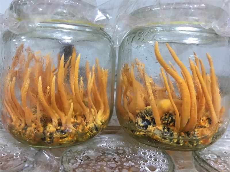 人工虫草与冬虫夏草的比较