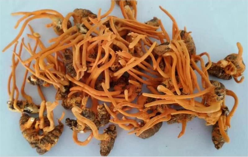 蚕虫草及桑蚕蛹虫草与北虫草比较