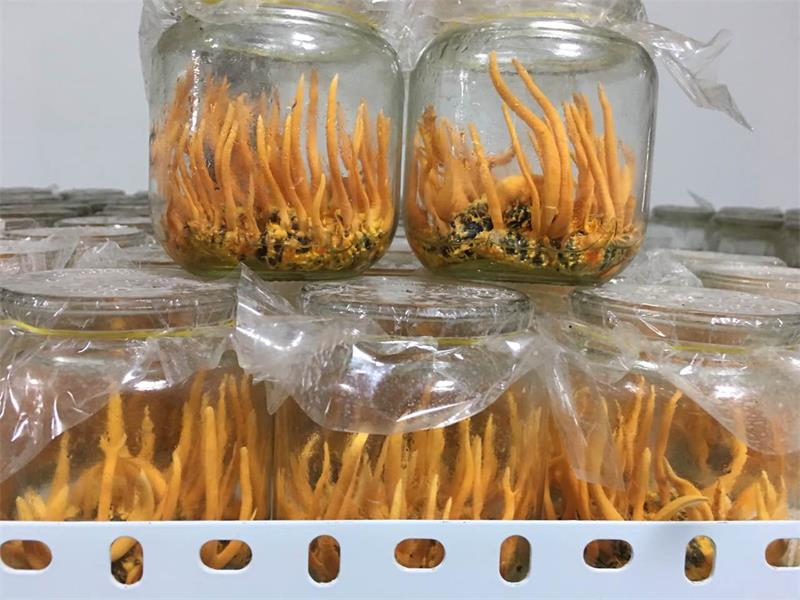 蛹虫草