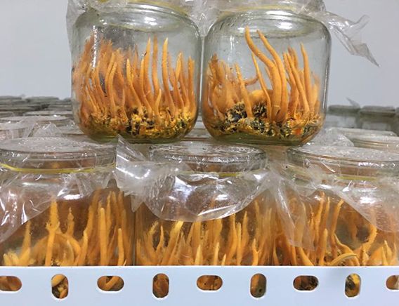蛹虫草鲜品