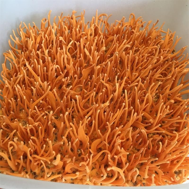 蚕蛹虫草介绍