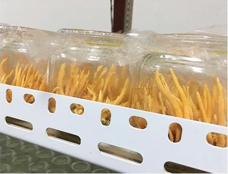 蛹虫草鲜品